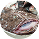 アンコウ