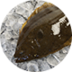 ヒラメ