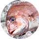 マダイ