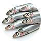 ウルメイワシ