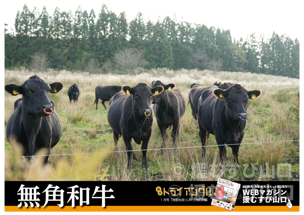 阿武町・花田憲彦・町長・無角和牛・無角和牛丼・道の駅・千代丸食堂