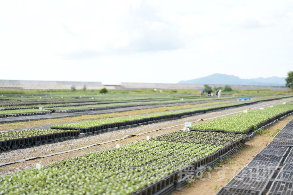 株式会社花の海・花の海・山陽小野田市