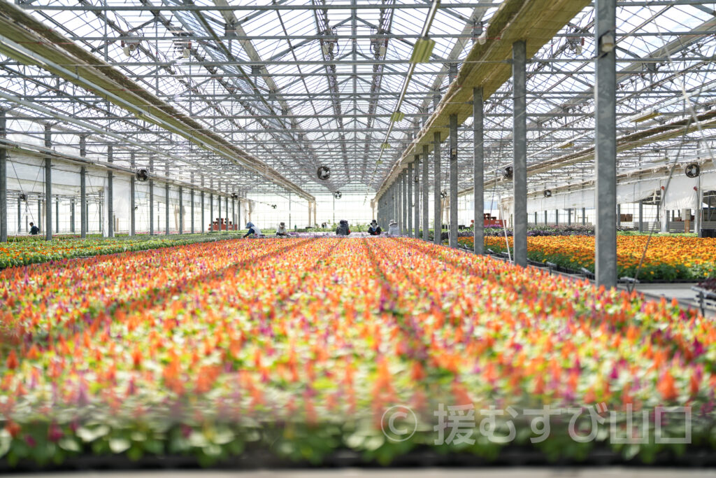 株式会社花の海・花の海・山陽小野田市