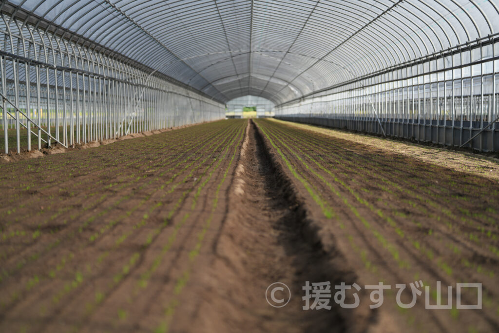 有限会社グリーンハウス・おのだネギ三昧・山陽小野田市