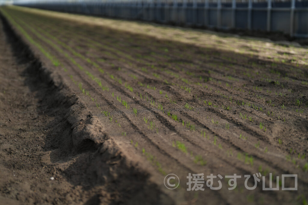 有限会社グリーンハウス・おのだネギ三昧・山陽小野田市