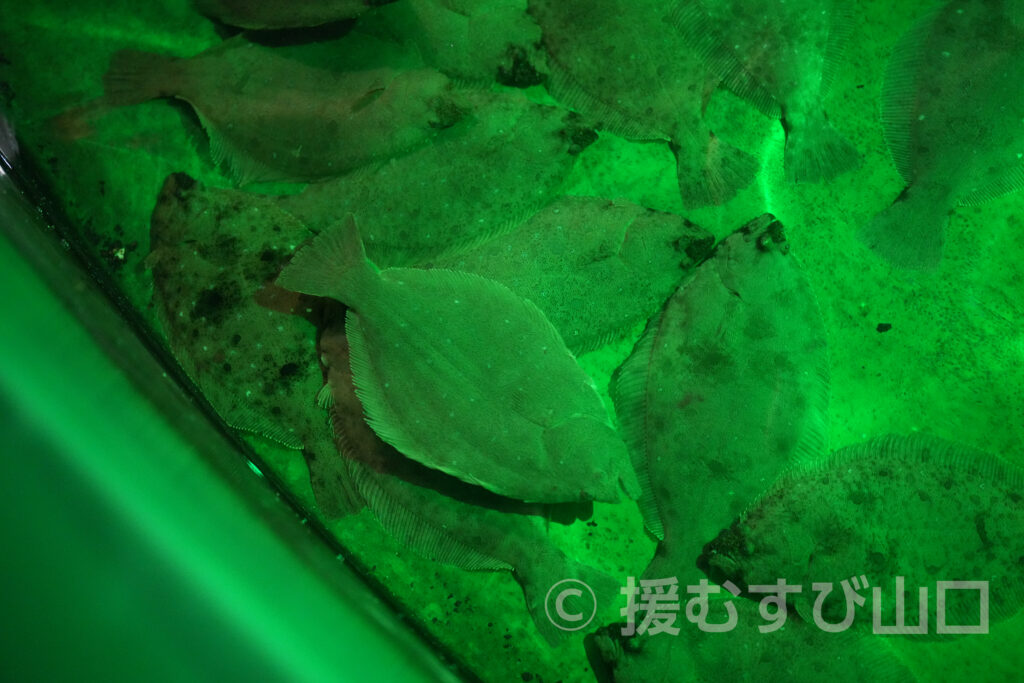 下松市栽培漁業センター・ひらめきパーク笠戸島・笠戸ひらめ・笠戸のとらふぐ・笠戸のさば・笠戸のあじ