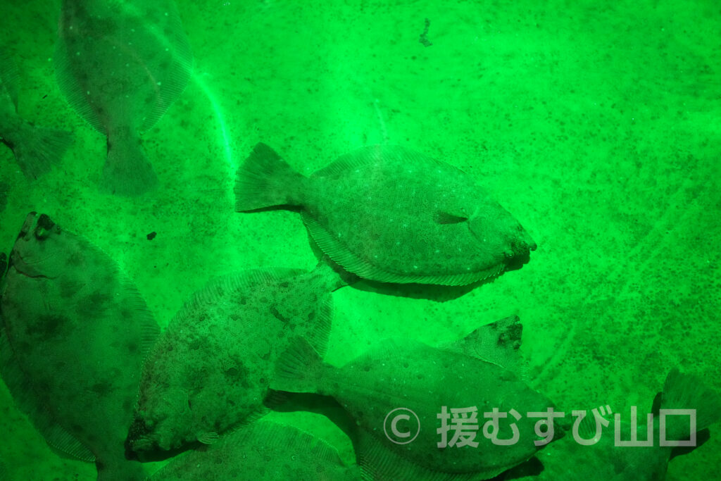 下松市栽培漁業センター・ひらめきパーク笠戸島・笠戸ひらめ・笠戸のとらふぐ・笠戸のさば・笠戸のあじ