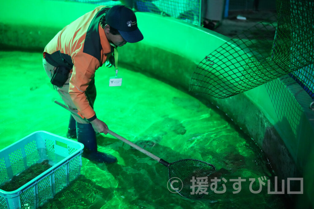下松市栽培漁業センター・ひらめきパーク笠戸島・笠戸ひらめ・笠戸のとらふぐ・笠戸のさば・笠戸のあじ