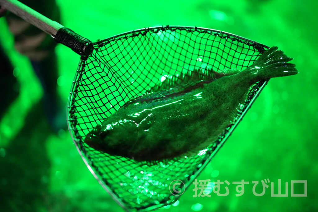 下松市栽培漁業センター・ひらめきパーク笠戸島・笠戸ひらめ・笠戸のとらふぐ・笠戸のさば・笠戸のあじ