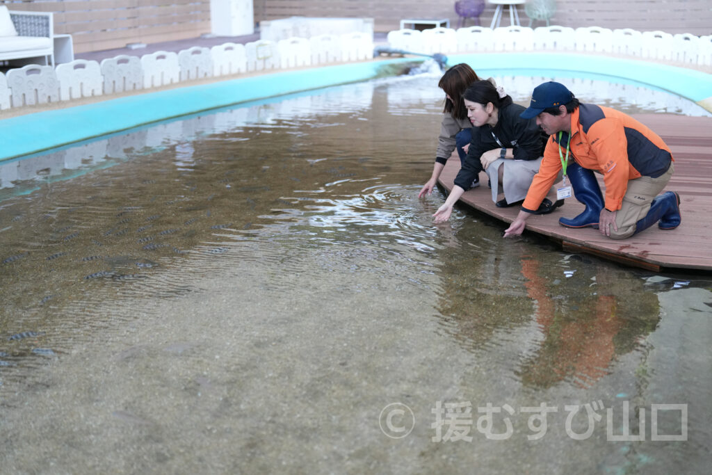 下松市栽培漁業センター・ひらめきパーク笠戸島・笠戸ひらめ・笠戸のとらふぐ・笠戸のさば・笠戸のあじ