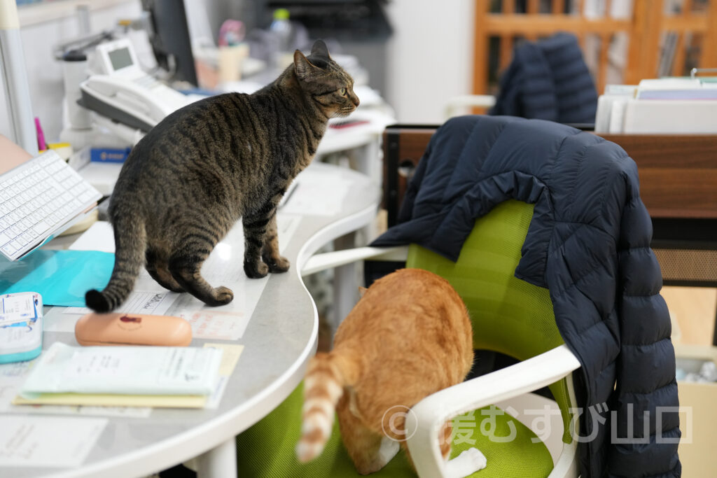 下松市栽培漁業センター・ひらめきパーク笠戸島・笠戸ひらめ・笠戸のとらふぐ・笠戸のさば・笠戸のあじ