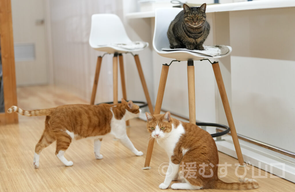下松市栽培漁業センター・ひらめきパーク笠戸島・笠戸ひらめ・笠戸のとらふぐ・笠戸のさば・笠戸のあじ