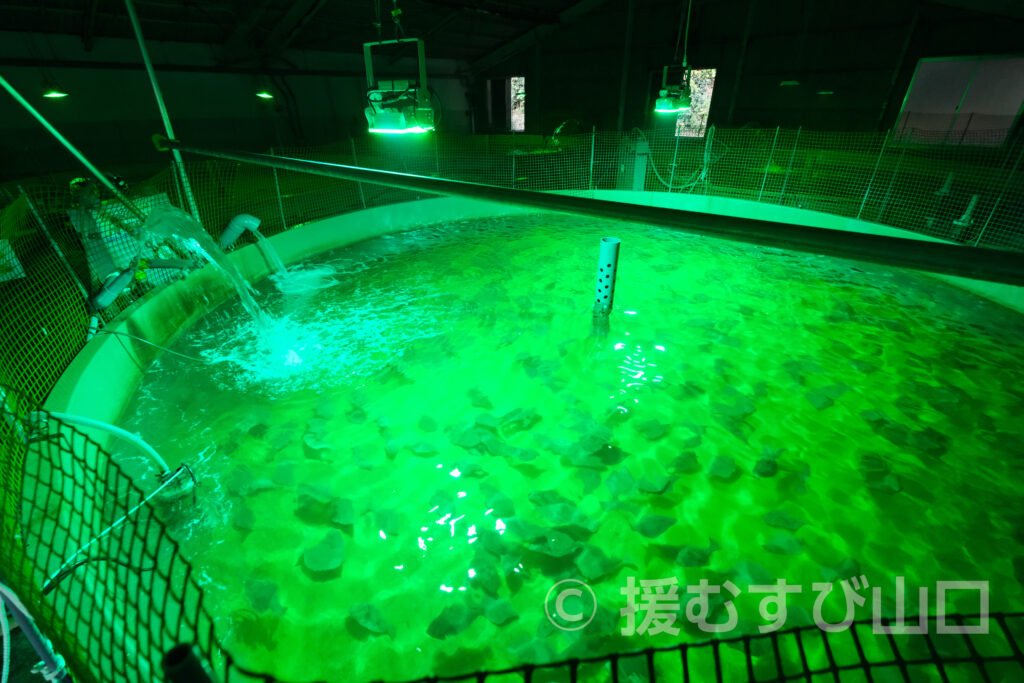 下松市栽培漁業センター・ひらめきパーク笠戸島・笠戸ひらめ・笠戸のとらふぐ・笠戸のさば・笠戸のあじ