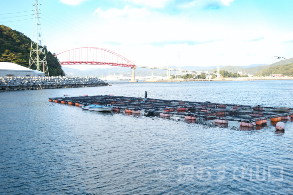 下松市栽培漁業センター・ひらめきパーク笠戸島・笠戸ひらめ・笠戸のとらふぐ・笠戸のさば・笠戸のあじ