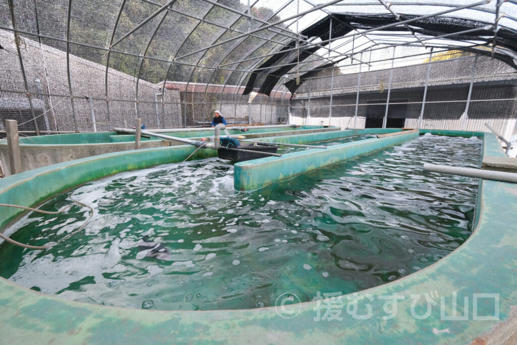 下松市栽培漁業センター・ひらめきパーク笠戸島・笠戸ひらめ・笠戸のとらふぐ・笠戸のさば・笠戸のあじ