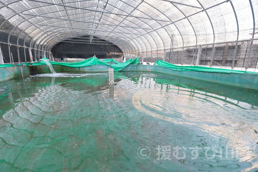 下松市栽培漁業センター・ひらめきパーク笠戸島・笠戸ひらめ・笠戸のとらふぐ・笠戸のさば・笠戸のあじ