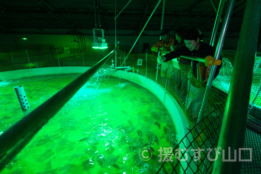 下松市栽培漁業センター・ひらめきパーク笠戸島・笠戸ひらめ・笠戸のとらふぐ・笠戸のさば・笠戸のあじ