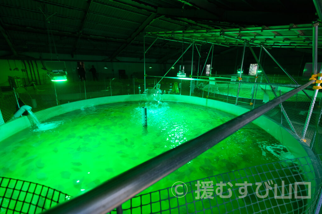 下松市栽培漁業センター・ひらめきパーク笠戸島・笠戸ひらめ・笠戸のとらふぐ・笠戸のさば・笠戸のあじ