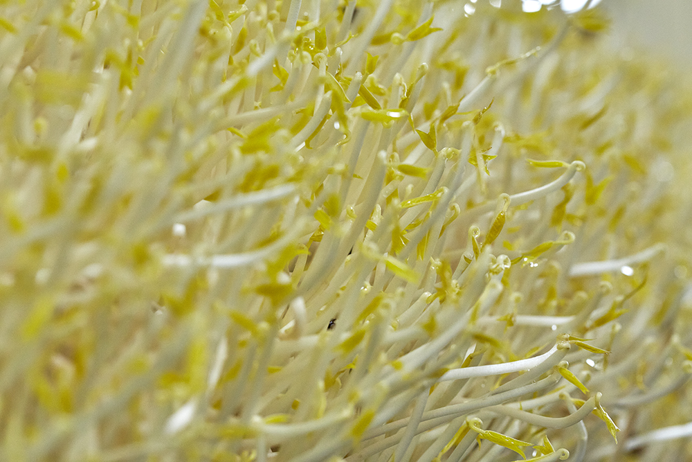 株式会社あおき・黒豆もやし・ブラックマッペ・緑豆太もやし・小粒大豆もやし・大豆もやし・