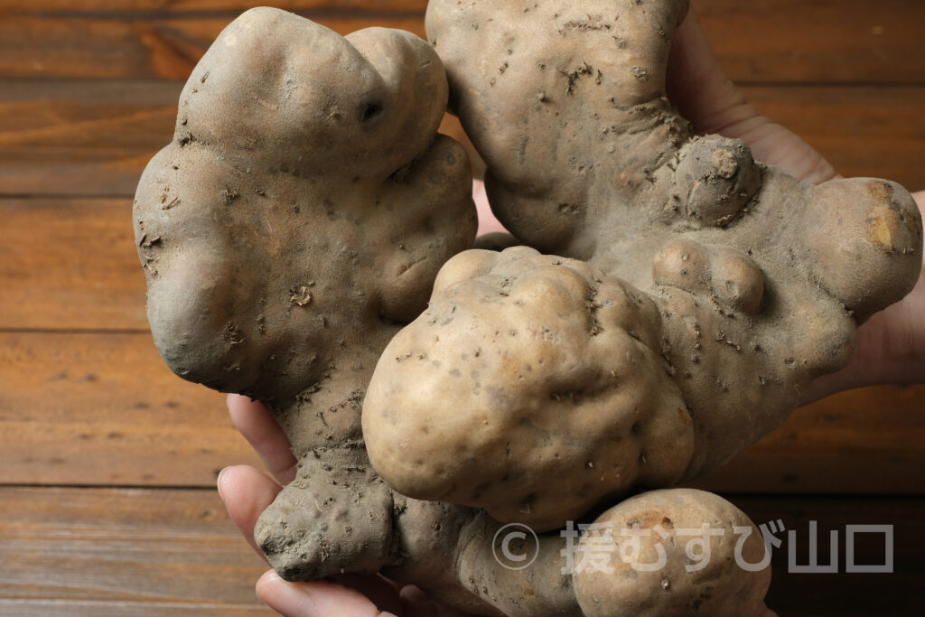 徳地やまのいも・やまぐちの農林水産物需要拡大協議会・山口県農林水産部 ぶちうまやまぐち推進課・ぶちうま！アンバサダー・生芋・パウダー